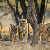 Tiger tours in India - Royal Bengal Tigers