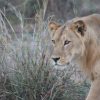 Young-male-lion-Pendjari-National-Park-Benin