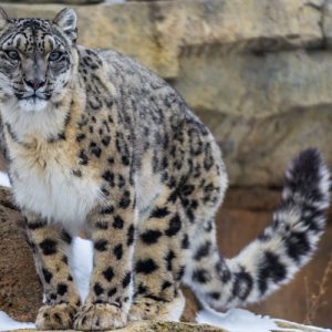 Snow-leopard-Ladakh-India