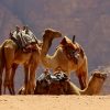 Jordan-Wadi-Rum-camel-herder