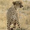 See a Chettah in the wild - Small Group tours to Africa