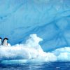 Antarctica Adelie Penguins