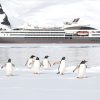 Antarctica Gentoo Penguins and ship