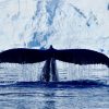 Antarctica Hump Back Whale