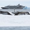 Antarctica ship and sea lions