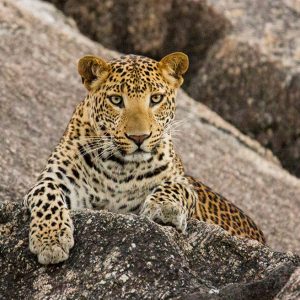 Leopard sighting on safari