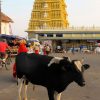 Cow-and-temple-Southern-India