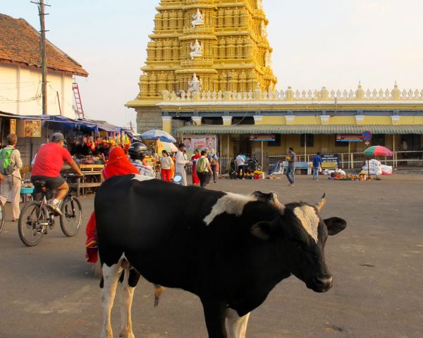 Cow-and-temple-Southern-India