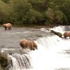 Alaskan brown bears catching salmon