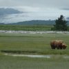 Alaskan-wilderness-with-bear