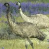 Emus in the field Broken Hill