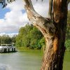 River boat on the Murray