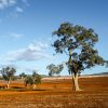 A beautiful field in South Australia