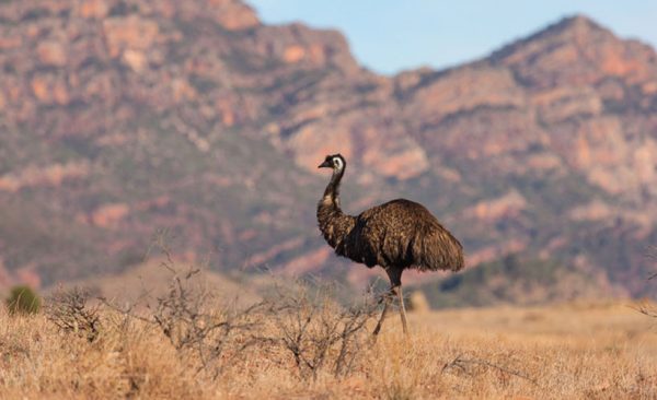 Emu in Flinders Ranges National Park, South Australia