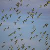 A,Large,Flock,Of,Wild,Budgerigar,Parrots,Over,A,Water