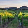 Chalk Hill Winery South Australia
