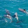 Dolphin Pod in Blue Water