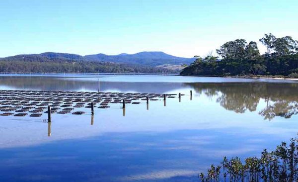 Merimbula lake oyster farm, the far south coast on NSW