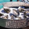 Streaky Bay oysters Eyre Peninsula