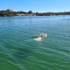 Dolphins frolicking in Coffin Bay