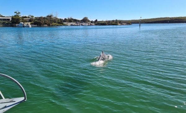 Dolphins frolicking in Coffin Bay