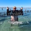 Oyster catch, Coffin Bay