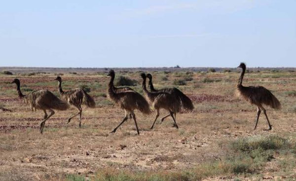 Emu crossing