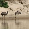 Emus on the banks, Coorong cruise