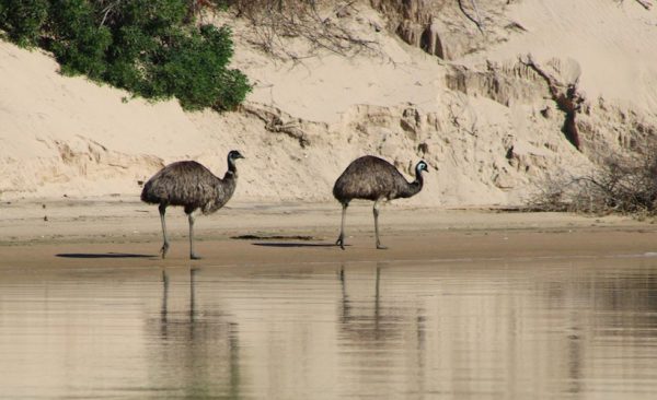 Emus on the banks, Coorong cruise
