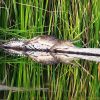 Freshwater-crocodile-Ord-River-cruise-from-Lake-Argyle