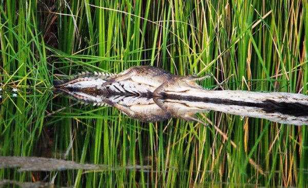 Freshwater-crocodile-Ord-River-cruise-from-Lake-Argyle