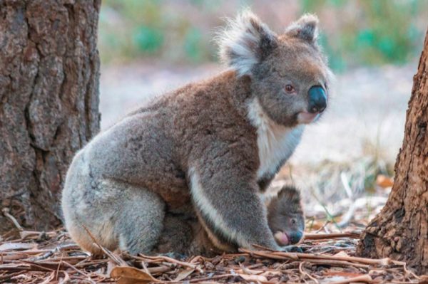 Koalaa and joey, Kangaroo Island