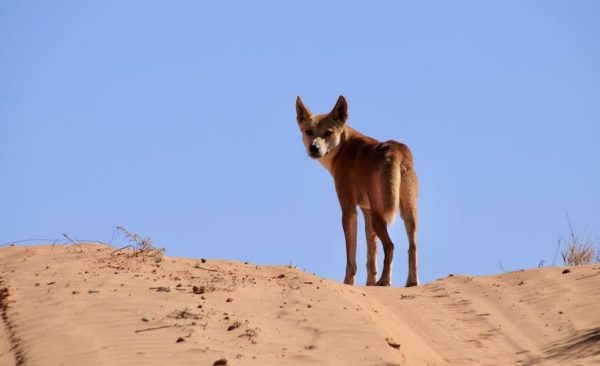 Wild dingo in the dunes